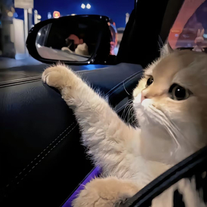 国内日B丝袜做爱网站
